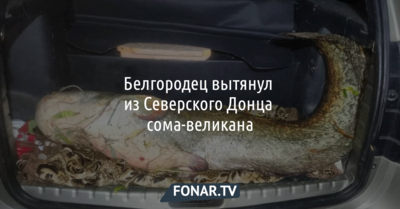 Белгородец вытянул из Северского Донца сома-великана