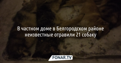 В Белгородском районе неизвестные отравили 21 собаку
