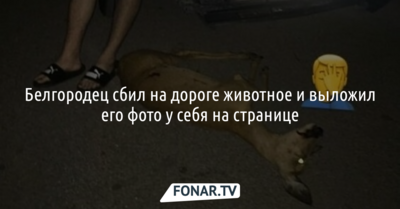 Белгородец сбил на дороге животное и выложил его фото у себя на странице