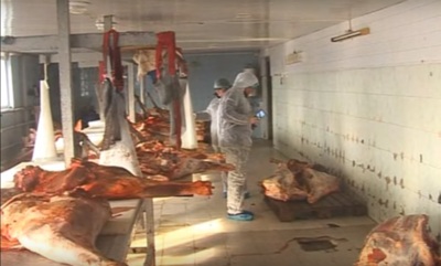 В Белгородской области нашли нелегальный мясной цех