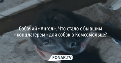 Собачий «Ангел». Что стало с бывшим «концлагерем» для собак в Белгородском районе?