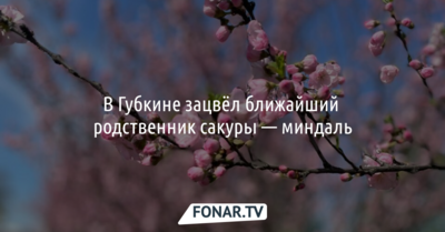 В Губкине зацвёл ближайший родственник сакуры — миндаль
