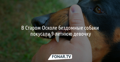В Старом Осколе бездомные собаки покусали ребёнка