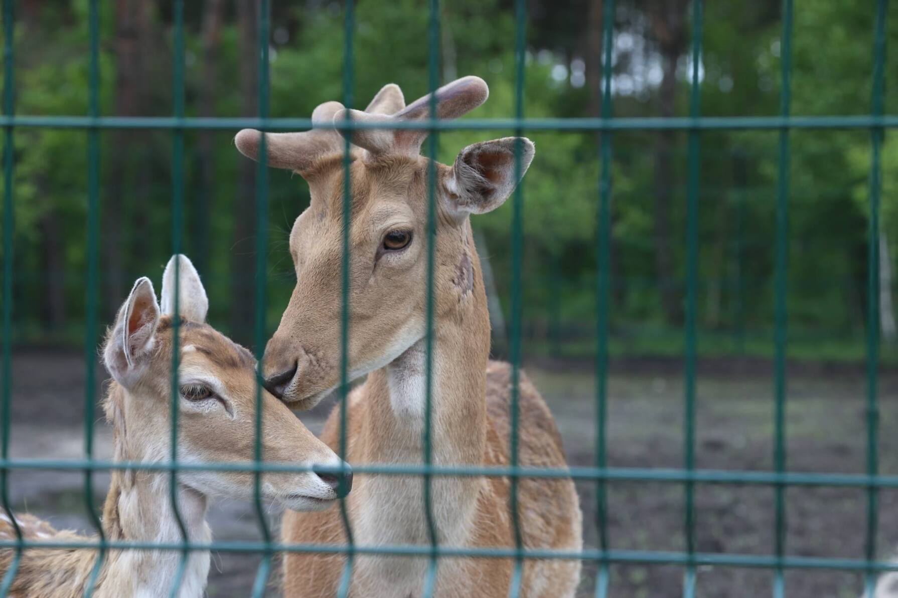 В белгородском зоопарке цена за входной билет увеличилась вдвое