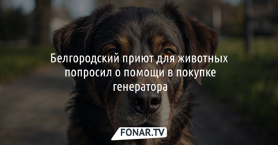 Белгородский приют для собак просит помочь с покупкой генератора