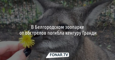 В белгородском зоопарке от обстрелов погибла кенгуру Гранди