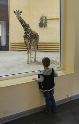 Жираф Сафари пробыл в белгородском зоопарке три месяца. Вчера он умер