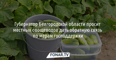 Губернатор попросил белгородских овощеводов дать обратную связь по мерам господдержки