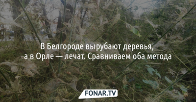 В Белгороде вырубают деревья, а в Орле — лечат. Сравниваем оба метода