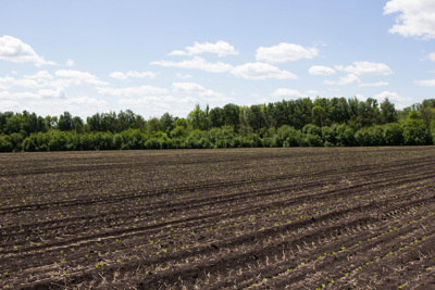 Белгородские сельхозпроизводители получили более шести миллиардов кредитов на сезонно-полевые работы