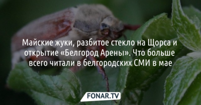 Майские жуки, предатели, змеи и открытие «Белгород Арены». Что больше всего читали в белгородских СМИ в мае [обзор]
