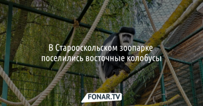 В Старооскольском зоопарке поселились восточные колобусы