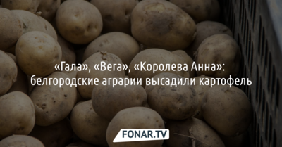 «Гала», «Вега», «Королева Анна»: белгородские аграрии высадили картофель