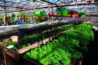 ​В Белгороде высадят 700 тысяч цветов и 5 тысяч многолетников