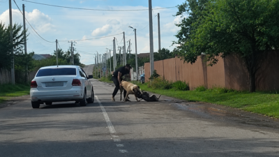 ​Собака без намордника загрызла чужого пса в СНТ под Белгородом — полиция  раскрыла подробности