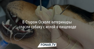 В Старом Осколе ветеринары спасли собаку с иглой в пищеводе