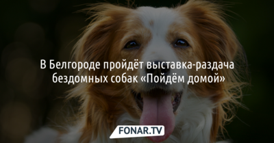 В Белгороде пройдёт выставка-раздача бездомных собак «Пойдём домой»