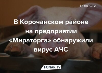 В Корочанском районе на предприятии «Мираторга» обнаружили вирус АЧС 