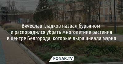 Вячеслав Гладков назвал бурьяном и распорядился убрать многолетние растения в центре Белгорода, которые выращивала мэрия 