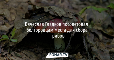 Губернатор дал совет, где белгородцам лучше всего собирать грибы