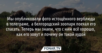 Сотрудники белгородского зоопарка приехали к истощённому верблюду из Корочанского района 