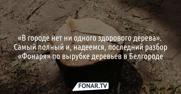 «В городе нет ни одного здорового дерева». Где и почему в Белгороде вырубили деревья в 2020-2021 годах