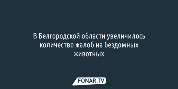 В Белгородской области увеличилось количество жалоб на бездомных животных
