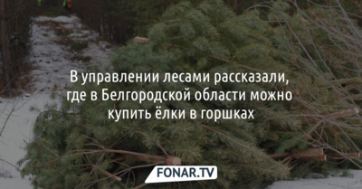 В управлении лесами рассказали, где в Белгородской области можно купить ёлки в горшках