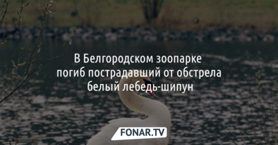 В Белгородском зоопарке погиб пострадавший от обстрела белый лебедь-шипун