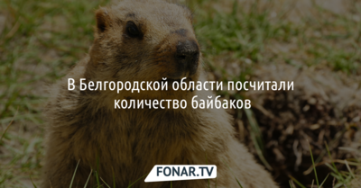 В Белгородской области посчитали количество байбаков