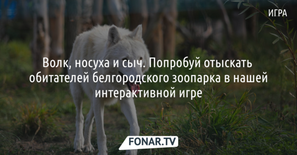 Волк, носуха и сыч. Попробуй отыскать обитателей белгородского зоопарка в нашей интерактивной игре!