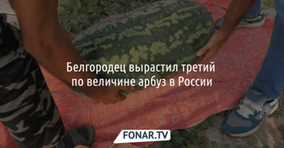 Белгородец вырастил третий по величине арбуз в России