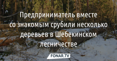 Шебекинскому предпринимателю за вырубку пяти дубов и двух клёнов грозит штраф до 3 миллионов рублей