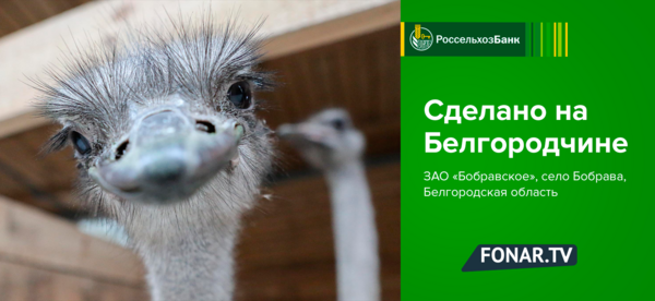 Сделано на Белгородчине. Бобравская страусятина