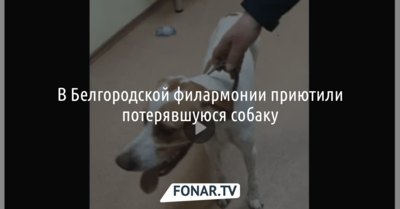 В Белгородской филармонии приютили потерявшуюся собаку