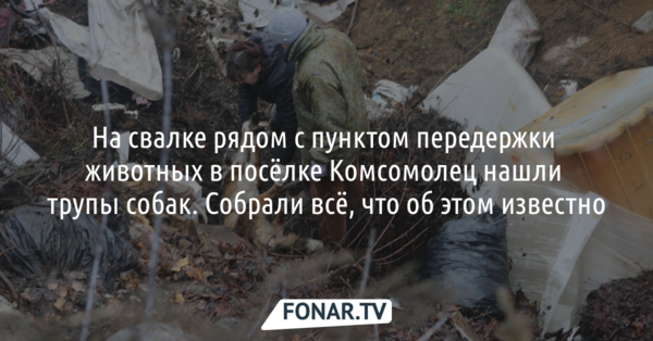 В Белгородском районе нашли несколько десятков трупов собак на свалке рядом с пунктом передержки животных