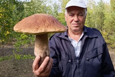 Под Старым Осколом нашли боровик весом 1,4 килограмма