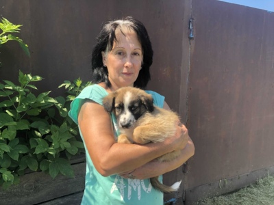 В Белгородском районе ищут дом для выжившей собаки и её пяти щенков