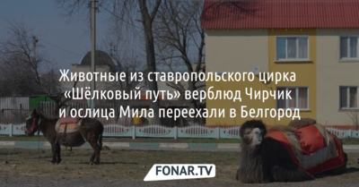 Животные из ставропольского цирка «Шёлковый путь» верблюд Чирчик и ослица Мила переехали в Белгород