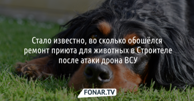Стало известно, во сколько обошёлся ремонт приюта для животных в Строителе после атаки дрона ВСУ