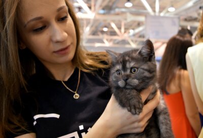 В Белгороде прошла международная выставка кошек