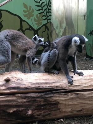 В Белгородском зоопарке родились два лемура [фото]