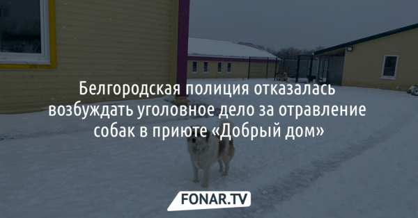 Белгородская полиция отказалась возбуждать уголовное дело за отравление собак в приюте «Добрый дом»
