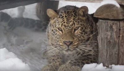 Старооскольский зоопарк выпустил ролики о леопарде, пятнистых оленях, кроликах и зайцах