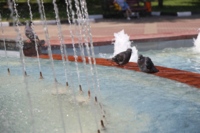 Голуби спасаются от жары в фонтане в парке Победы