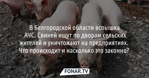 В Белгородской области вспышка АЧС. Свиней ищут по дворам сельских жителей и уничтожают на предприятиях