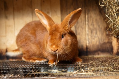 В Грайворонском районе проведут выставку кроликов 