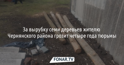 За вырубку семи деревьев жителю Чернянского района грозит четыре года тюрьмы
