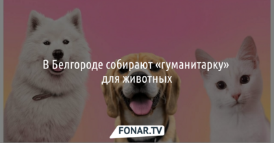 В Белгороде собирают «гуманитарку» для животных