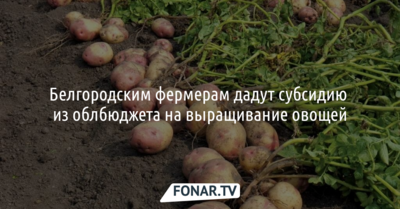 Белгородским фермерам дадут субсидии из бюджета на выращивание овощей